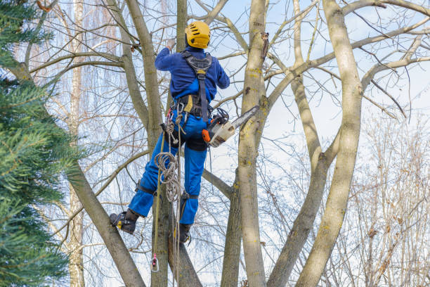 How Our Tree Care Process Works  in  Union City, GA