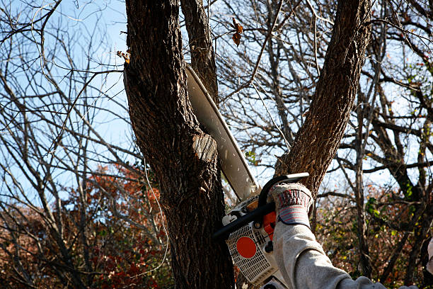 Professional Tree Care in Union City, GA